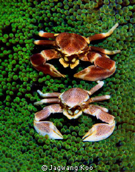 crabs by Jagwang Koo 